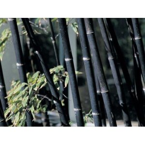 Bambus čierny (Phyllostachys nigra) - výška 200-250 cm, kont. C12L